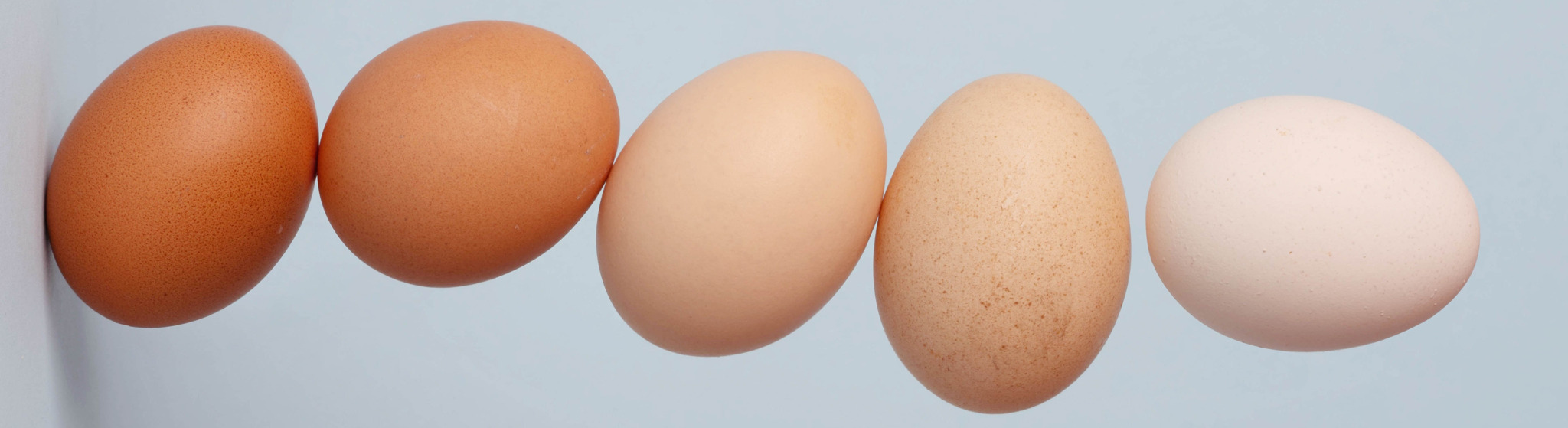 Hogy néznek ki a féregtojások, Ha talál tojást féregkezelésben. Свежие комментарии