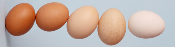 Több áruházláncot is maga mellé állított a Tojásszövetség az EU-konform ketreces tojás ügyében
