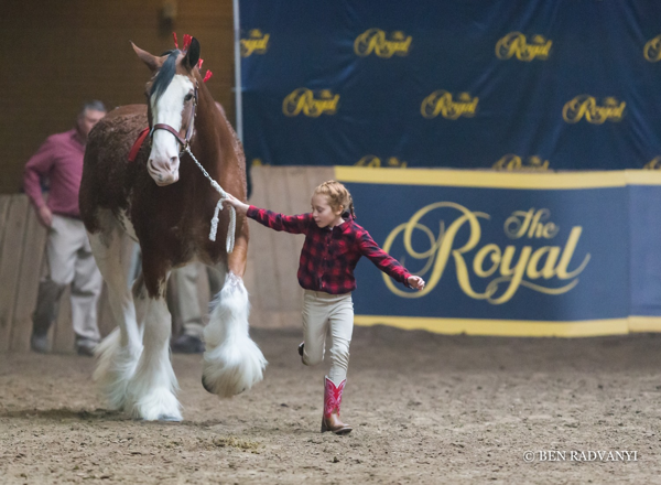 The Royal - Day 6 - Features for Kids & International Equestrian Competitions