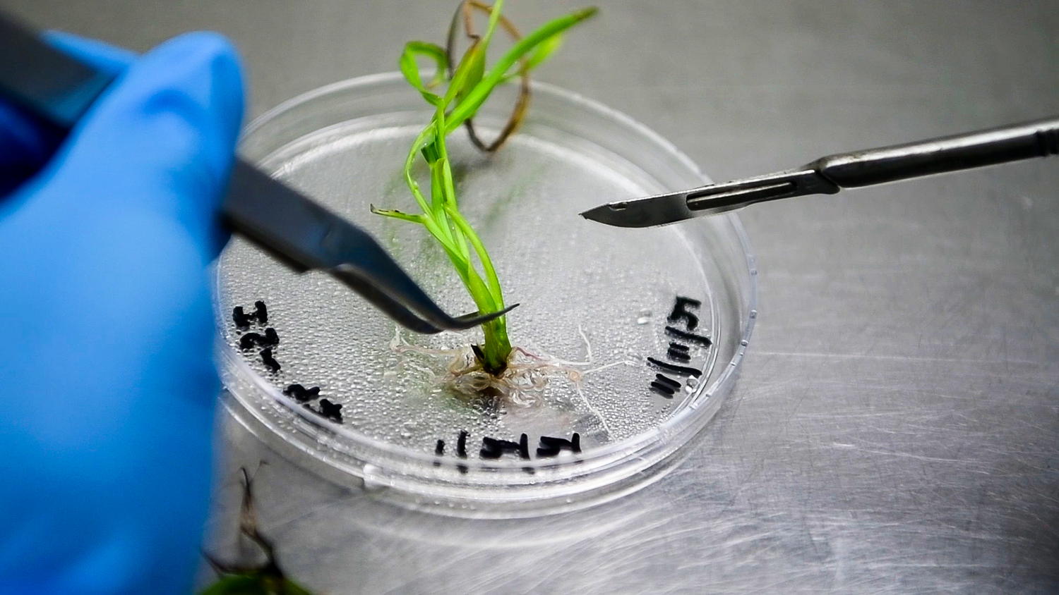 Microbiology lab