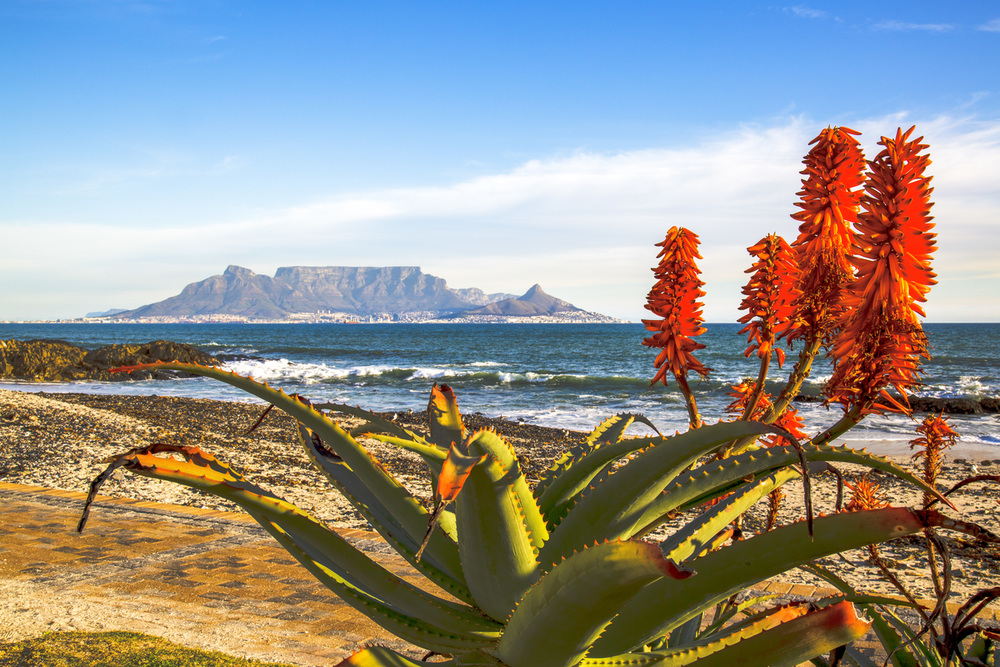 Aloe Vera growing in the foreground of South Africa's Table Mountain. AKG5282557 © akg-images / Bleue Hirondelle / Independent Contributors / african.pictures