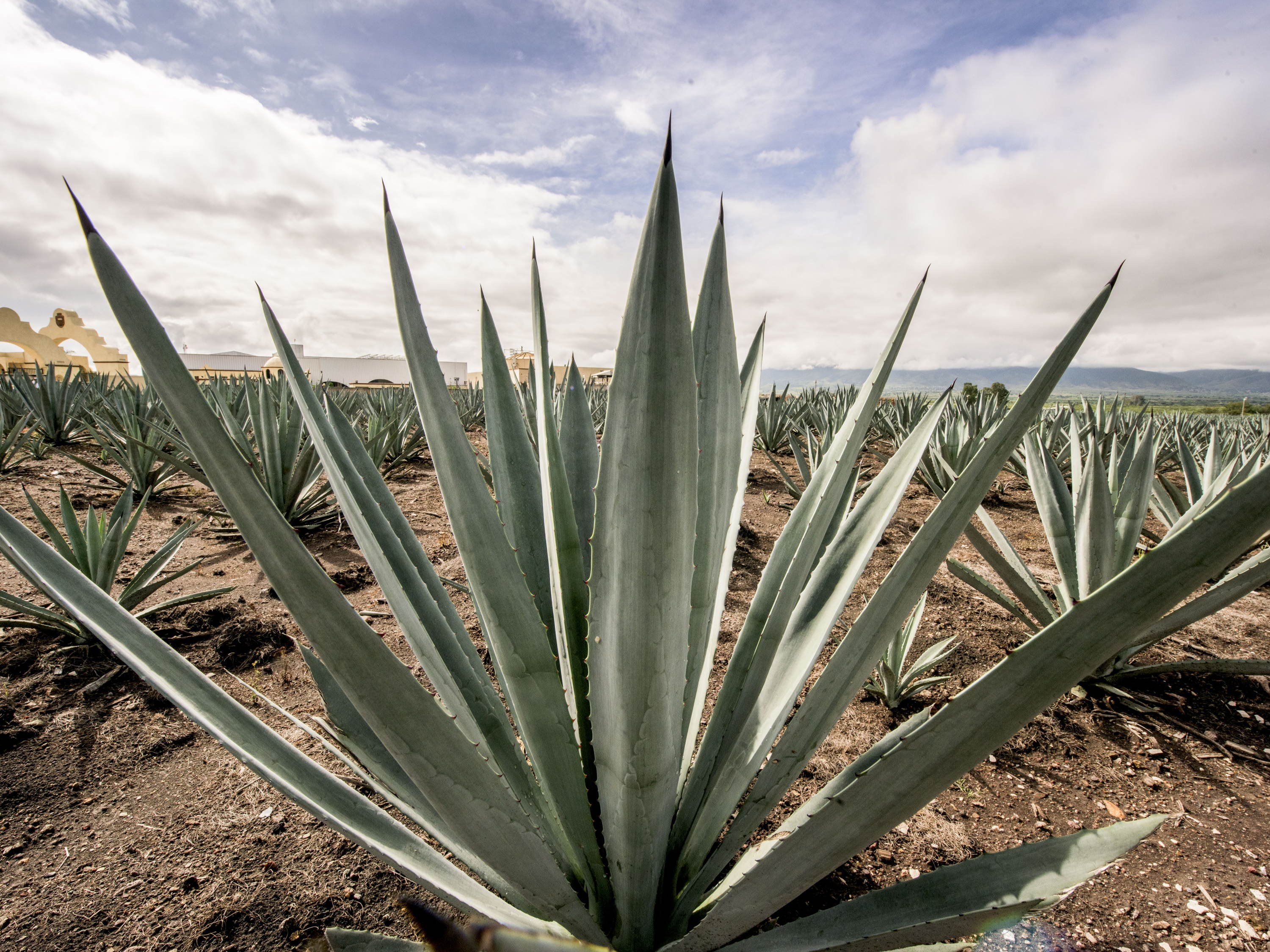Todo lo que debes saber sobre el primer Día Nacional del Mezcal Oaxaqueño
