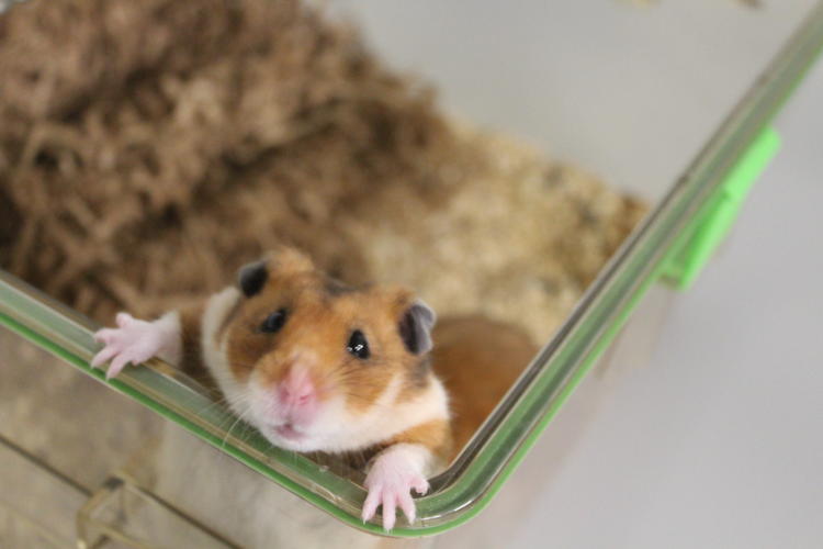 An awake hamster in the lab
