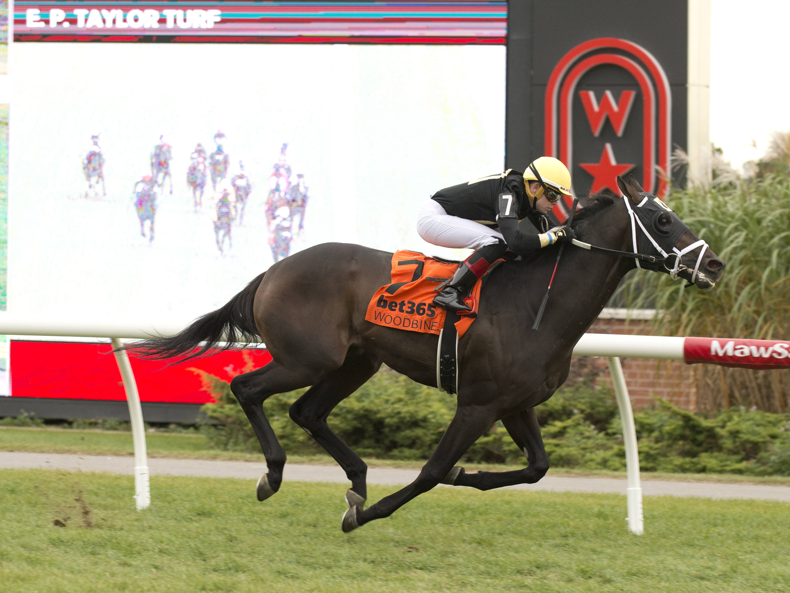 Kevin Attard duo Boca Queen (IRE) and Hammerhead set for Toronto Cup turf test