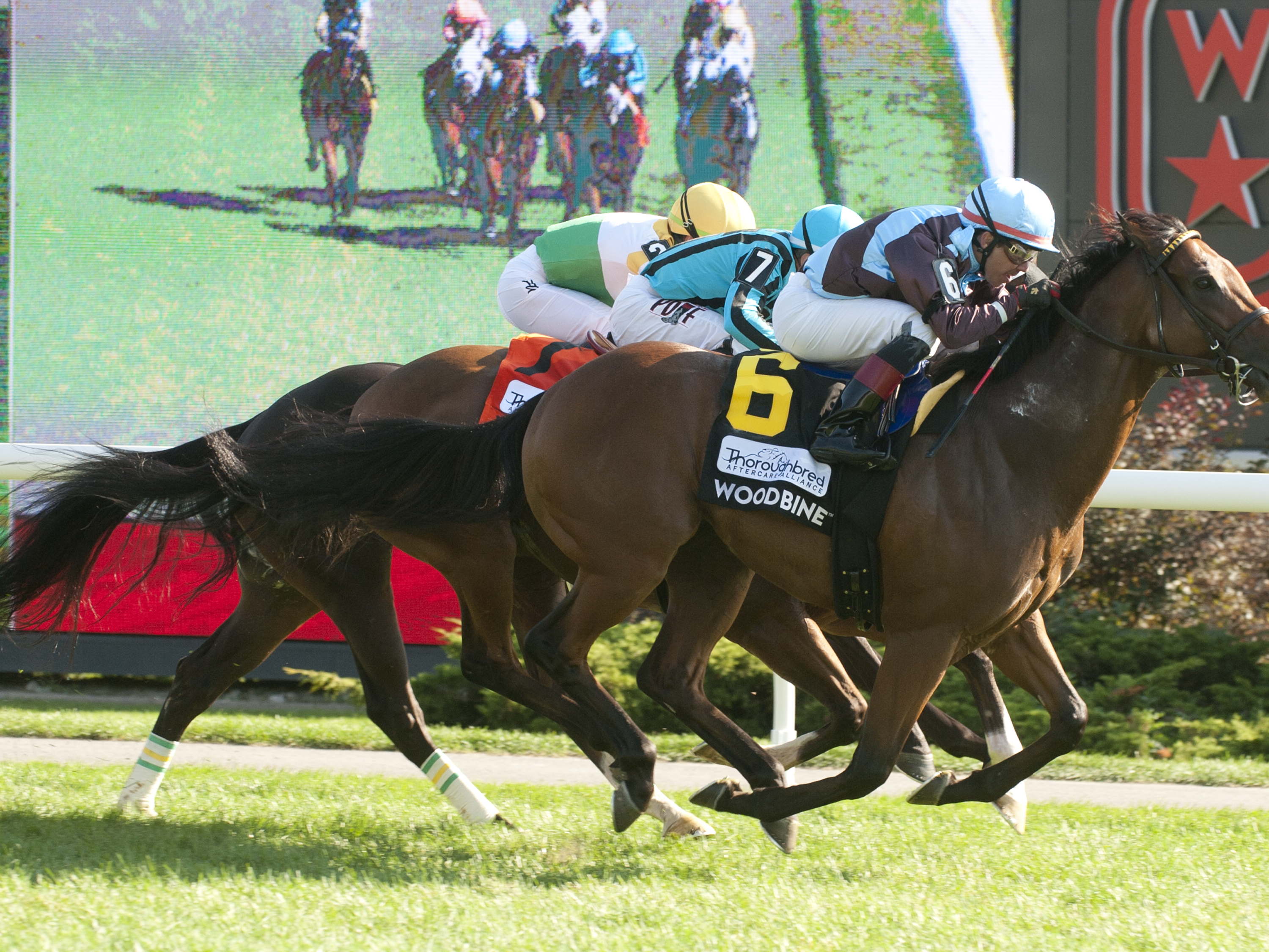 No Nay Hudson (IRE) earns first graded badge with Grade 2 Nearctic score