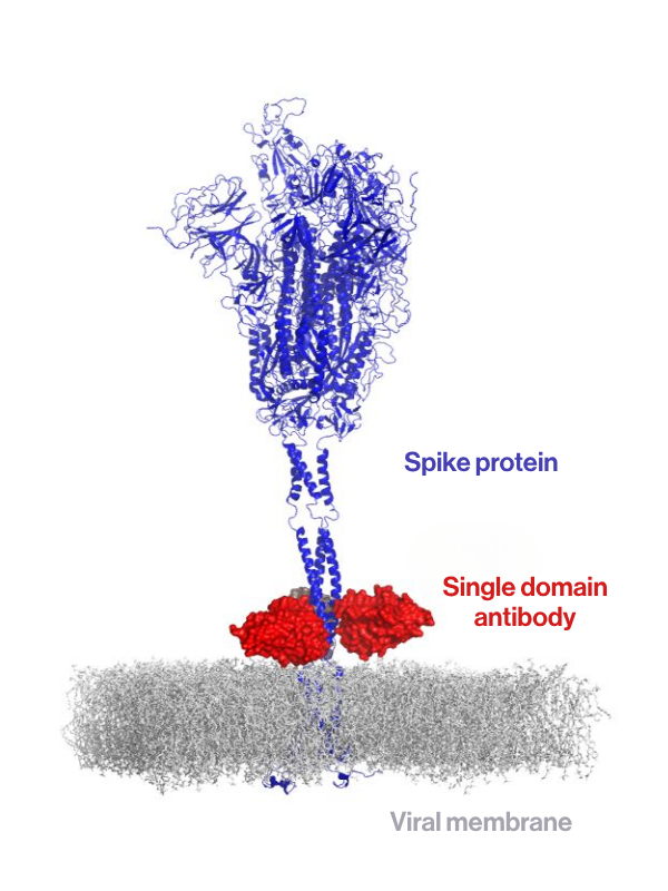 How the single domain antibody locks onto the spike protein’s base How the single domain antibody locks onto the spike protein’s base