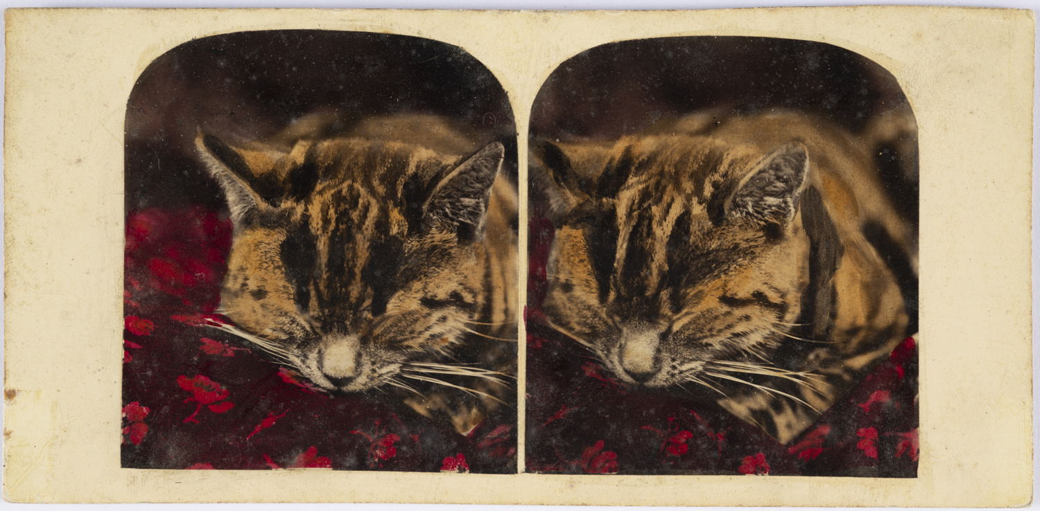 Anoniem, Kat, liggend op een deken, ca. 1865, Collectie FOMU, 2022/88 