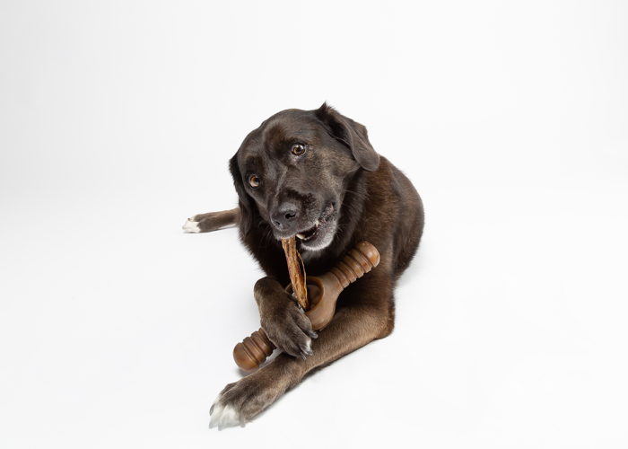 Benebone Pawplexer