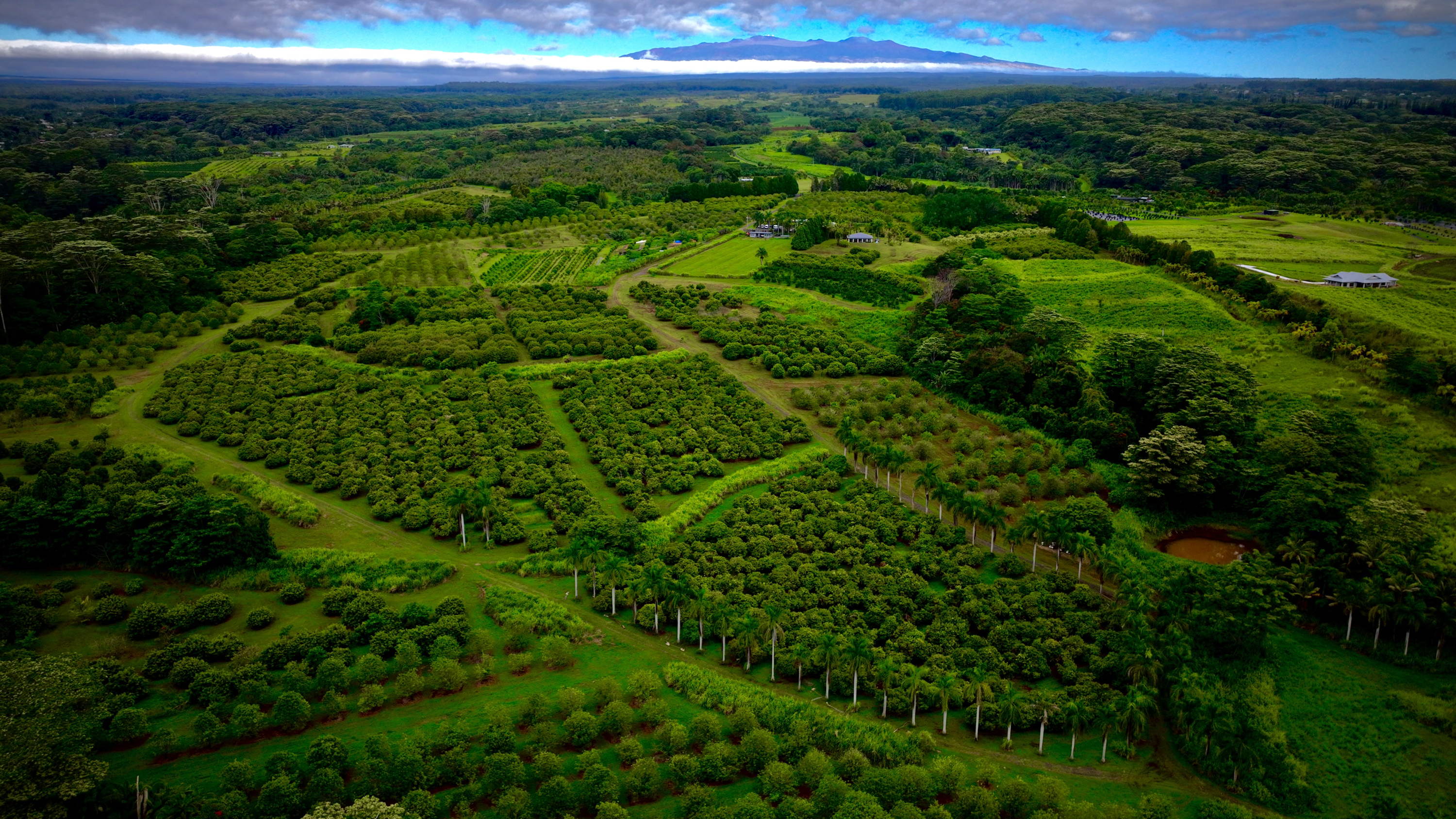 Seventy-Four Acres Of Hilo Farmland Protected In Perpetuity