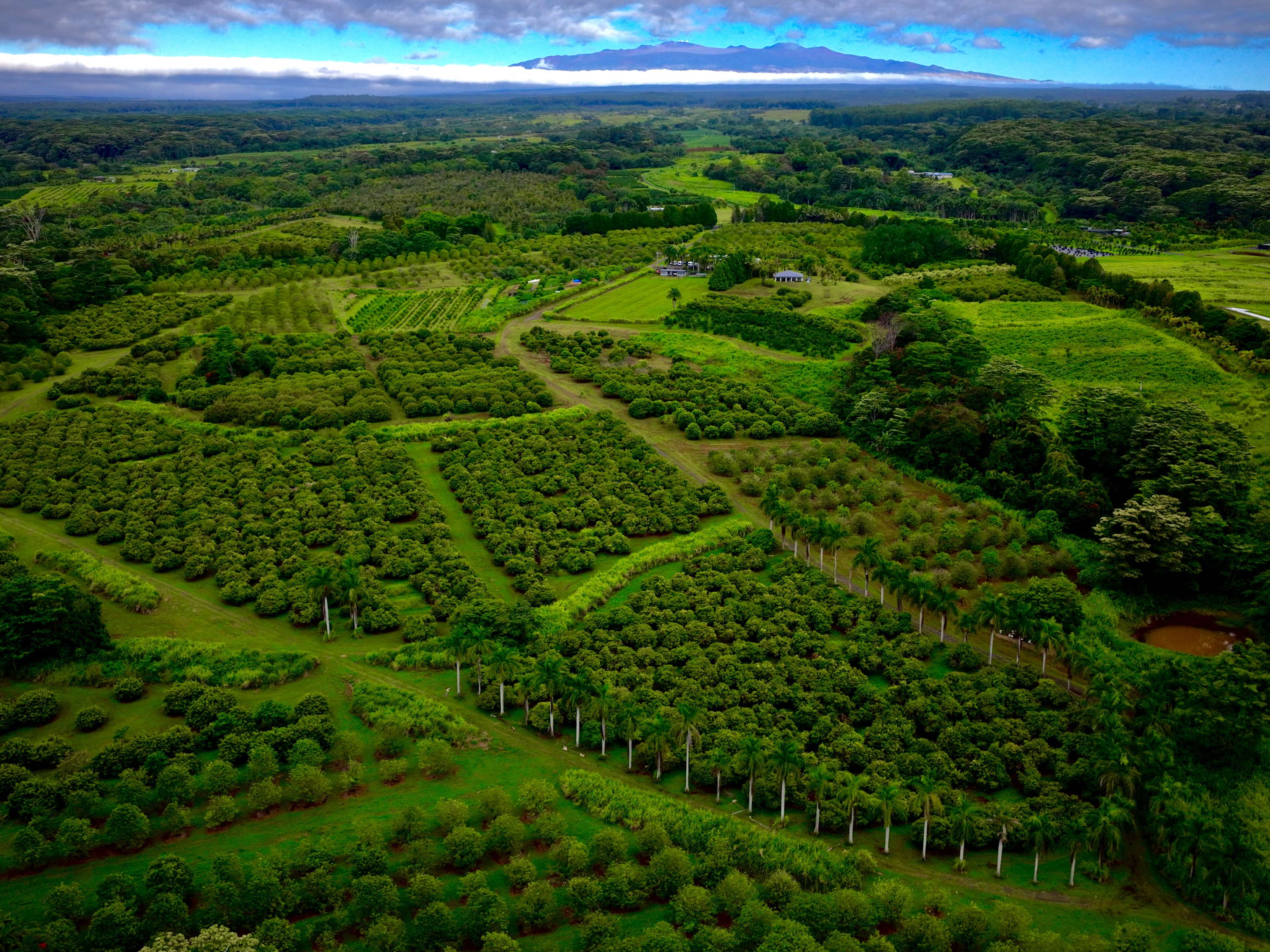 Seventy-Four Acres Of Hilo Farmland Protected In Perpetuity