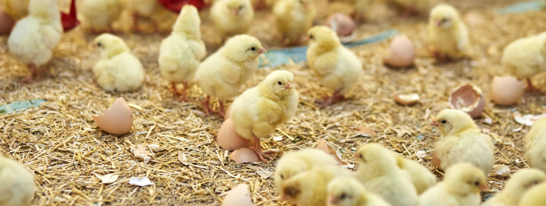 Colruyt et OKay proposent premiers poulets « bien-être »