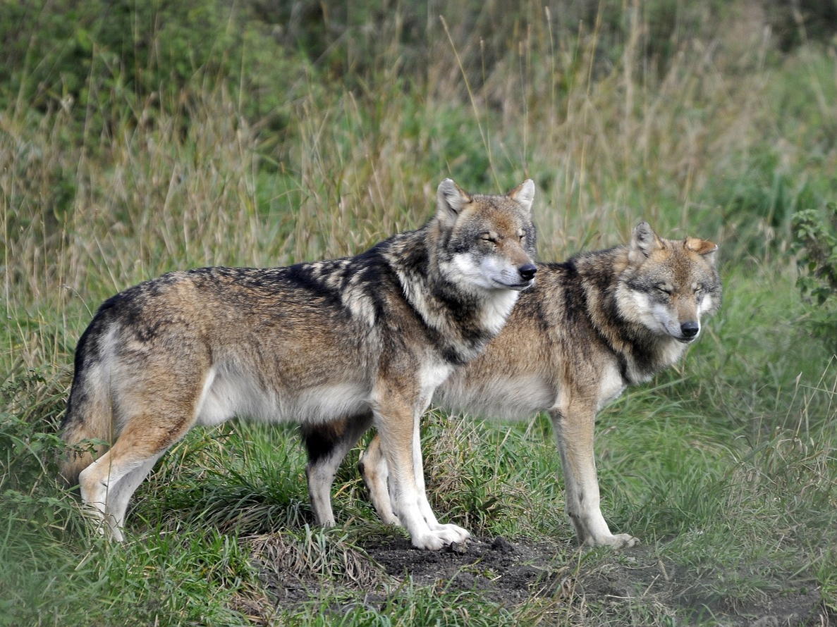Wolves in Europe: From conservation icon to political flashpoint