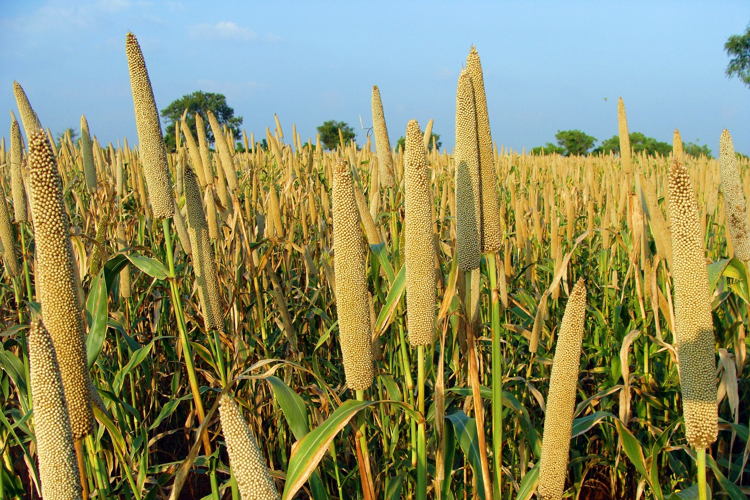 Pearl Millet Feild