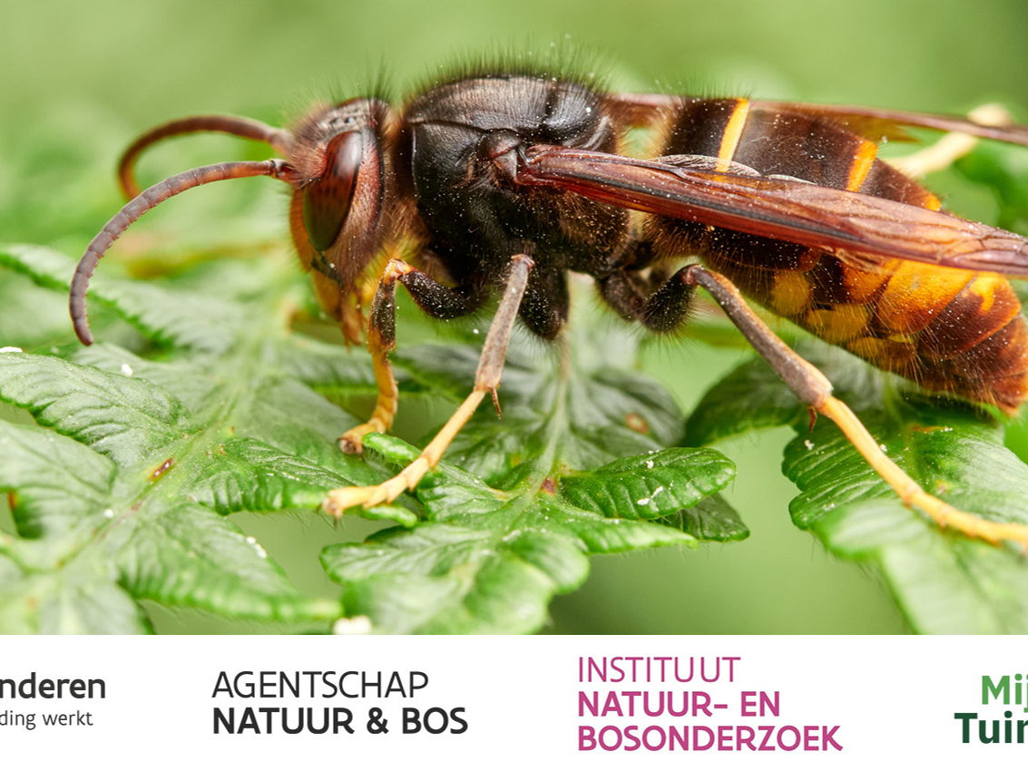 Hoe effectief zijn voorjaarsvallen in de strijd tegen Aziatische hoornaar?