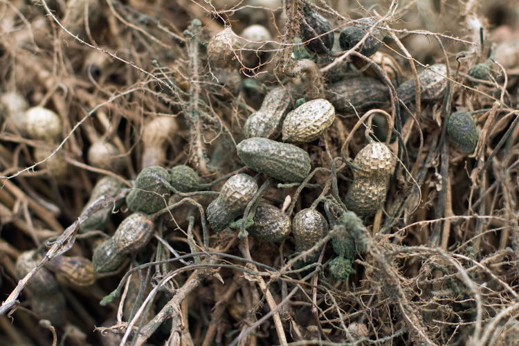 Aflatoxins are toxic substances produced by fungi. Contaminated groundnuts pose a threat to public health and result in lost income for farmers.