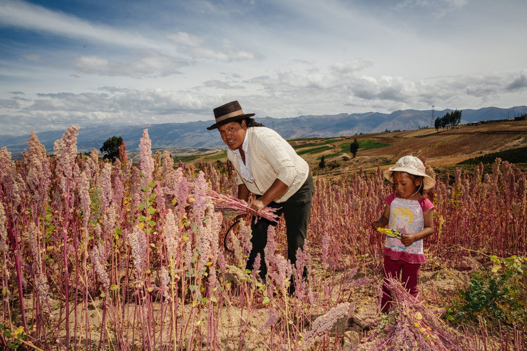 Quinoa in Peru