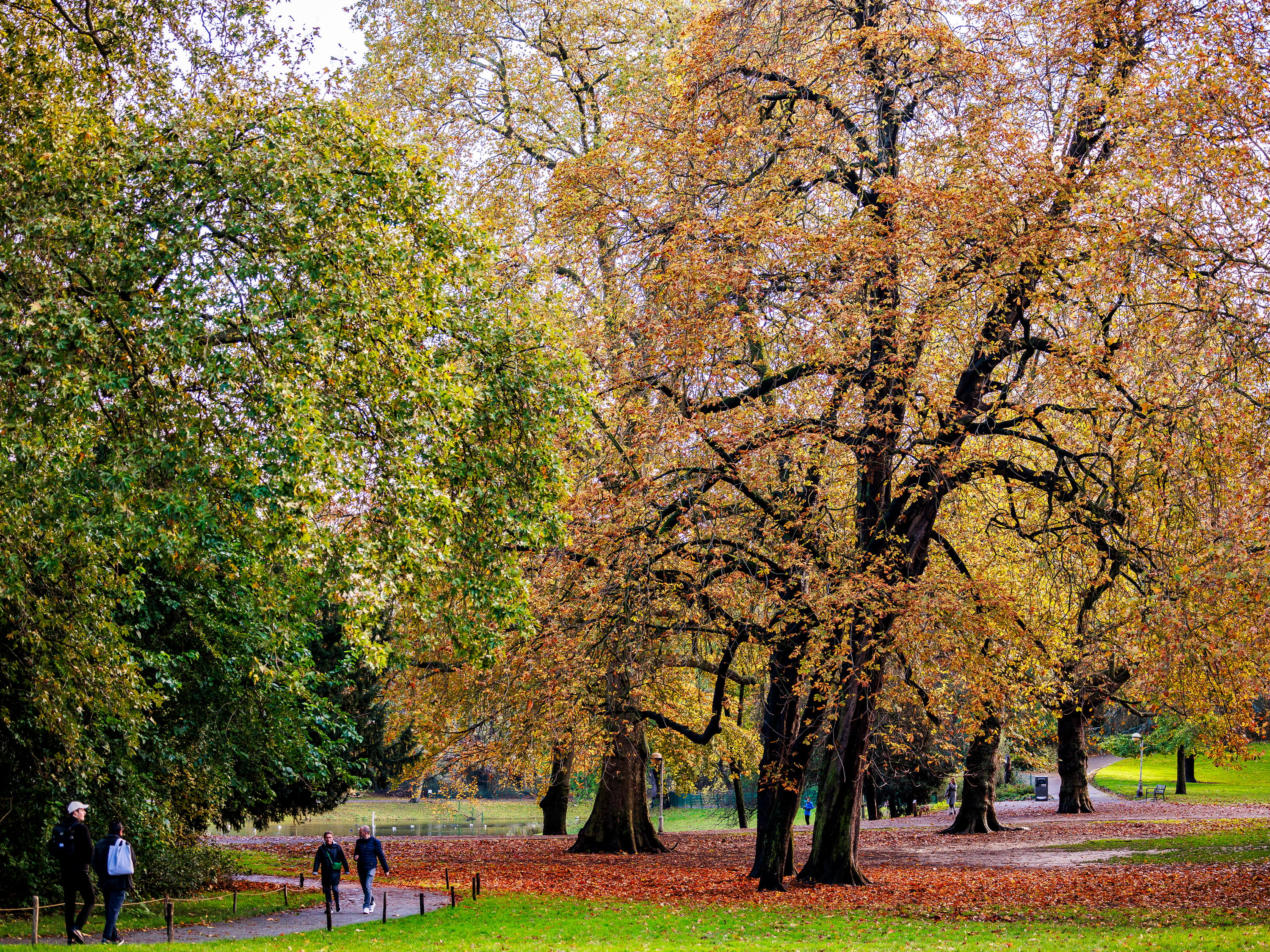 Stad laat bladeren in parken liggen voor biodiversiteit