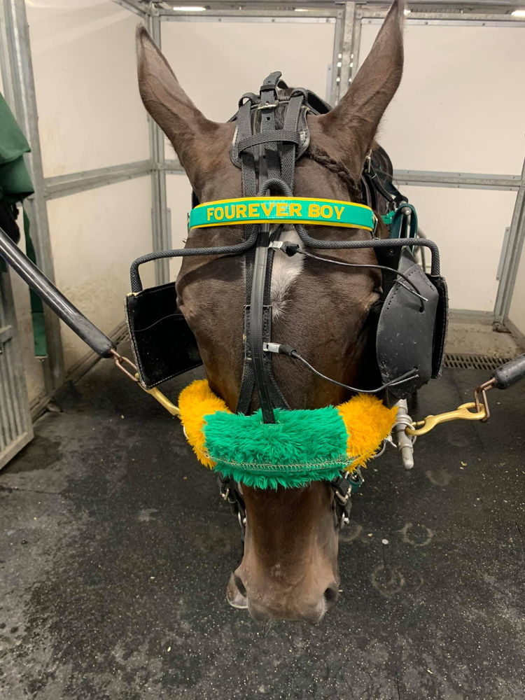 Fourever Boy at Woodbine Mohawk Park. (Courtesy TheStable.ca)