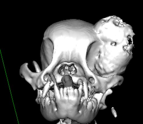 CT Scan van Indy met tumor op het hoofd voor de operatie 3