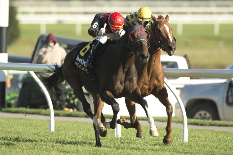 Perfect Crime and jockey Kazushi Kimura winning the Overskate Stakes on October 22, 2023 at Woodbine (Michael Burns Photo)
