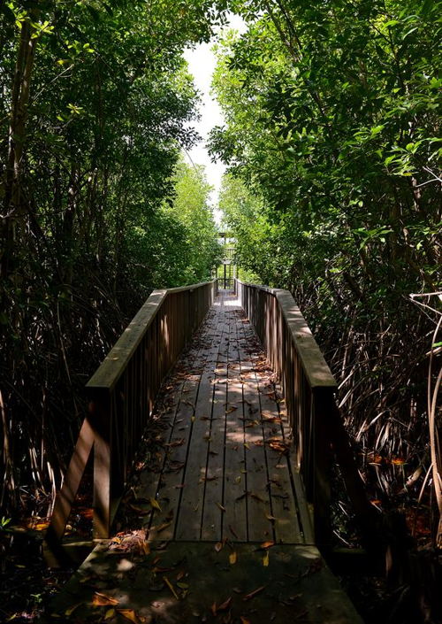 Levera Wetland, Grenada