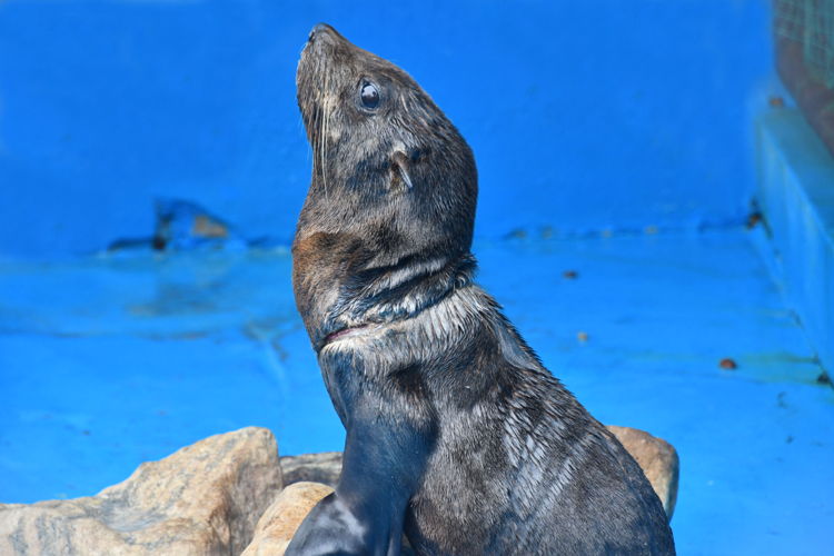 Lobo marino de Dos Pelos Sudamericano - Herido en el cuello por zuncho plástico