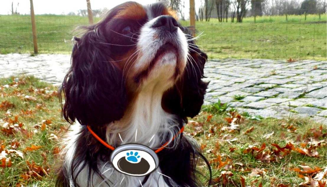 Dierenzorgcentrum WelloPet zoekt nog enkele gemotiveerde honden voor wetenschappelijk onderbouwd afslankingsprogramma op basis van activity tracker