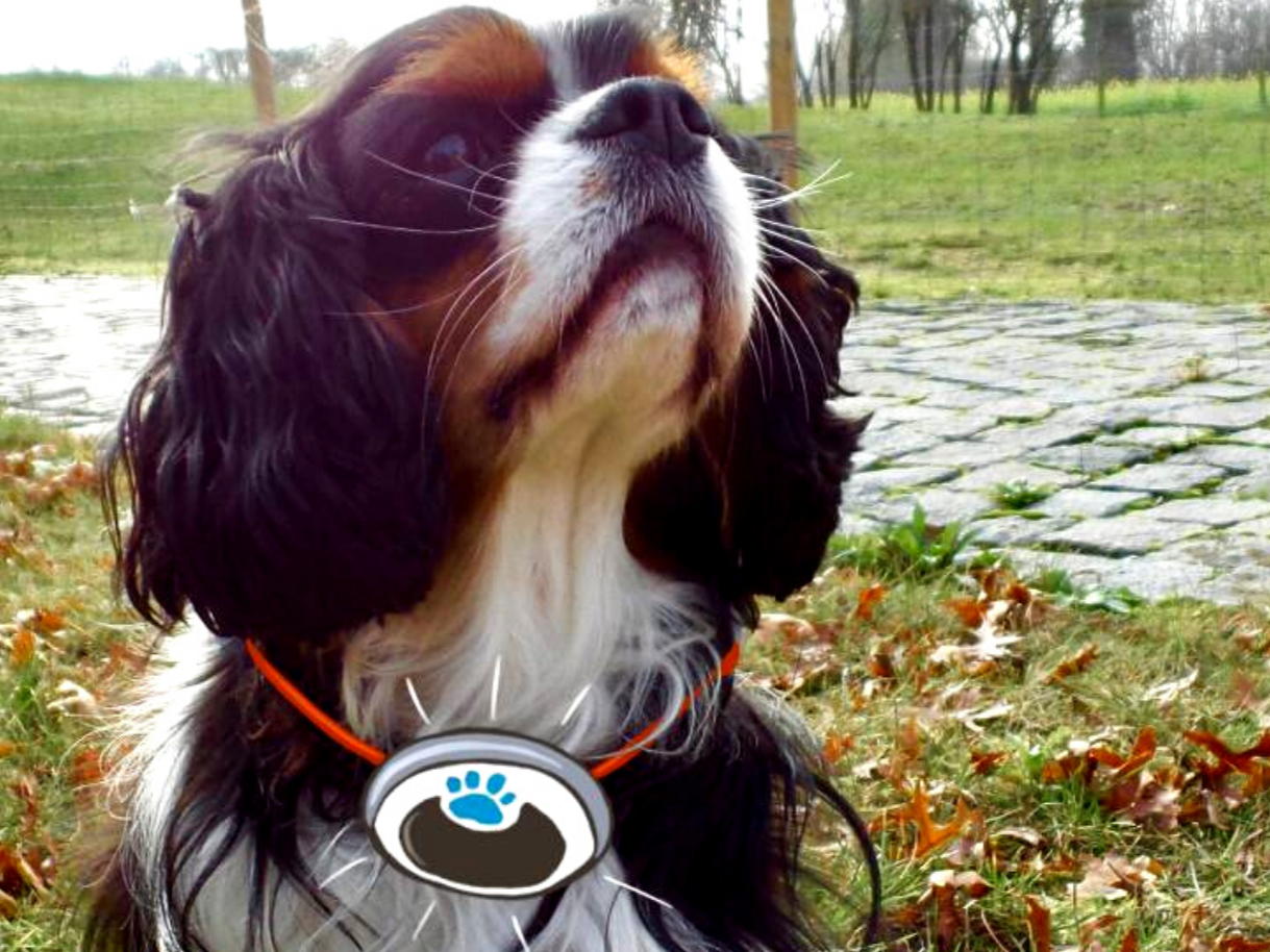 Oost-Vlaams dierenzorgcentrum WelloPet start uniek wetenschappelijk onderbouwd afslankingsprogramma voor honden op basis van activity tracker