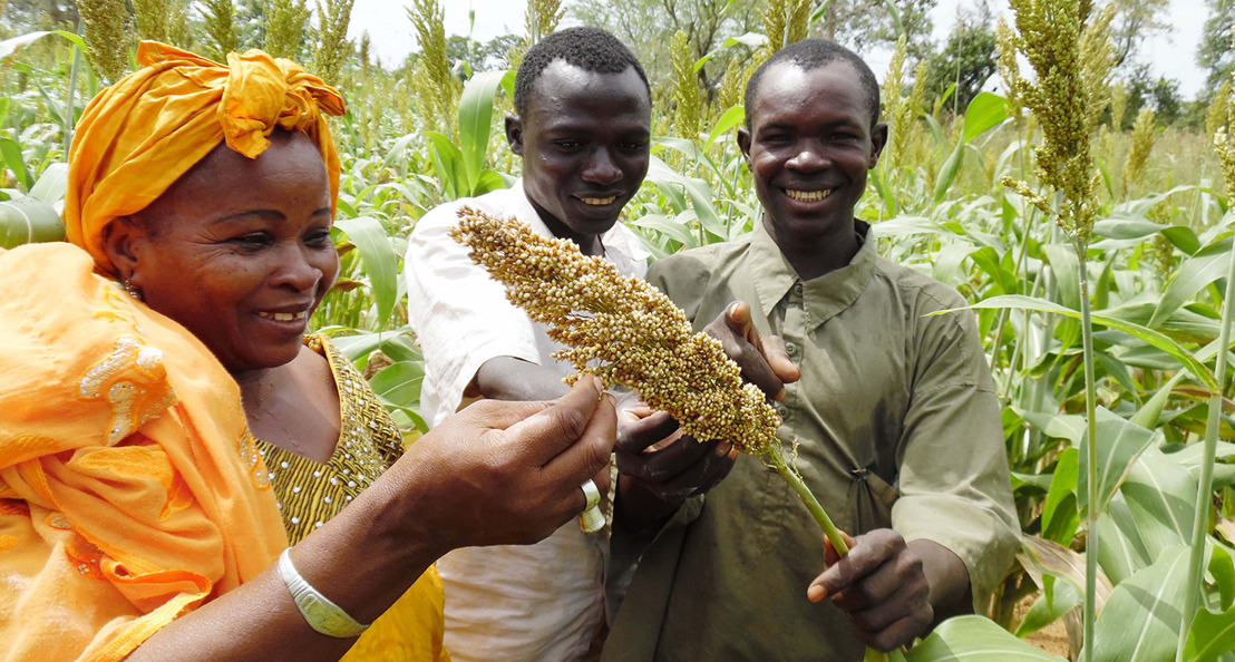 ICRISAT Recognized for Outstanding Contributions to Mali's Seed Industry