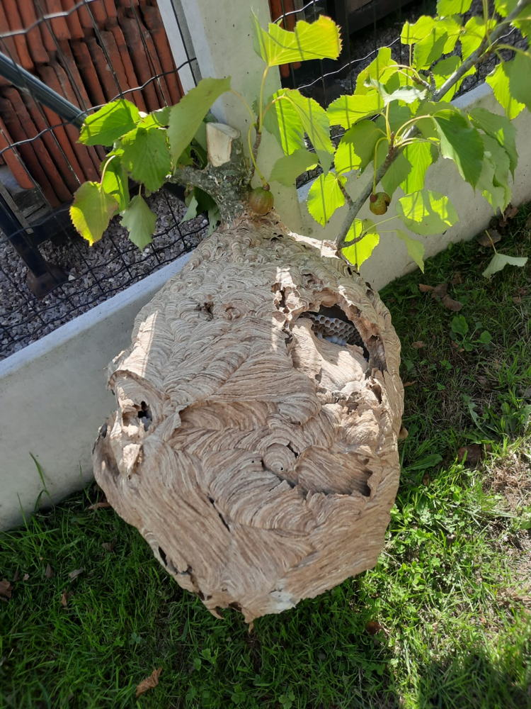 nest Aziatische hoornaar (©rato vzw)