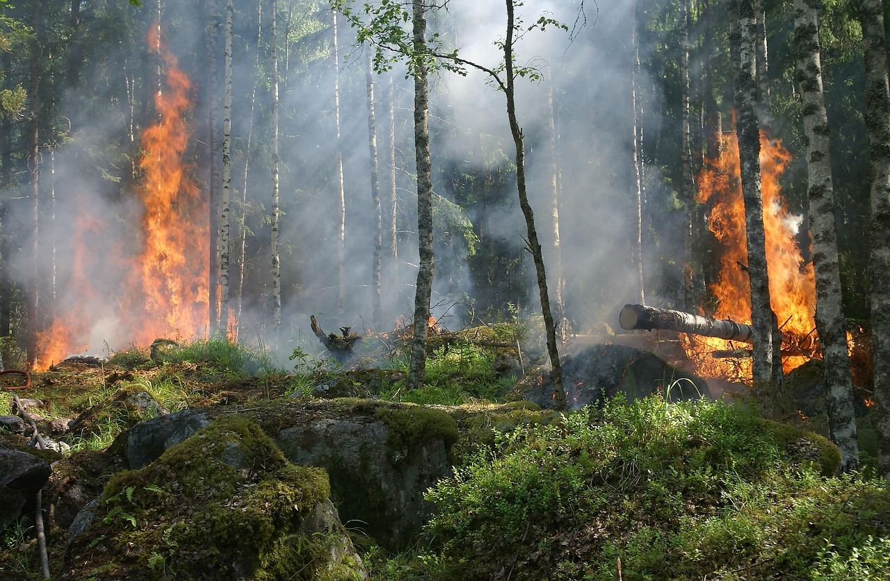 Incendios forestales: un riesgo cada vez "más urbano"  