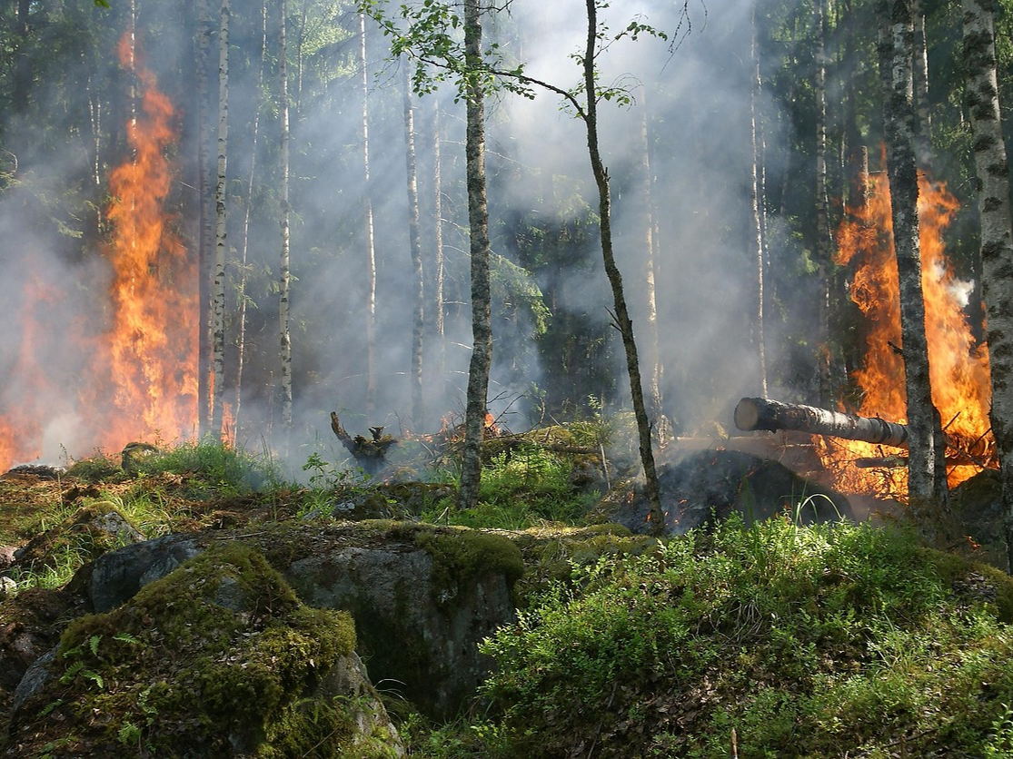 Incendios forestales: un riesgo cada vez "más urbano"  