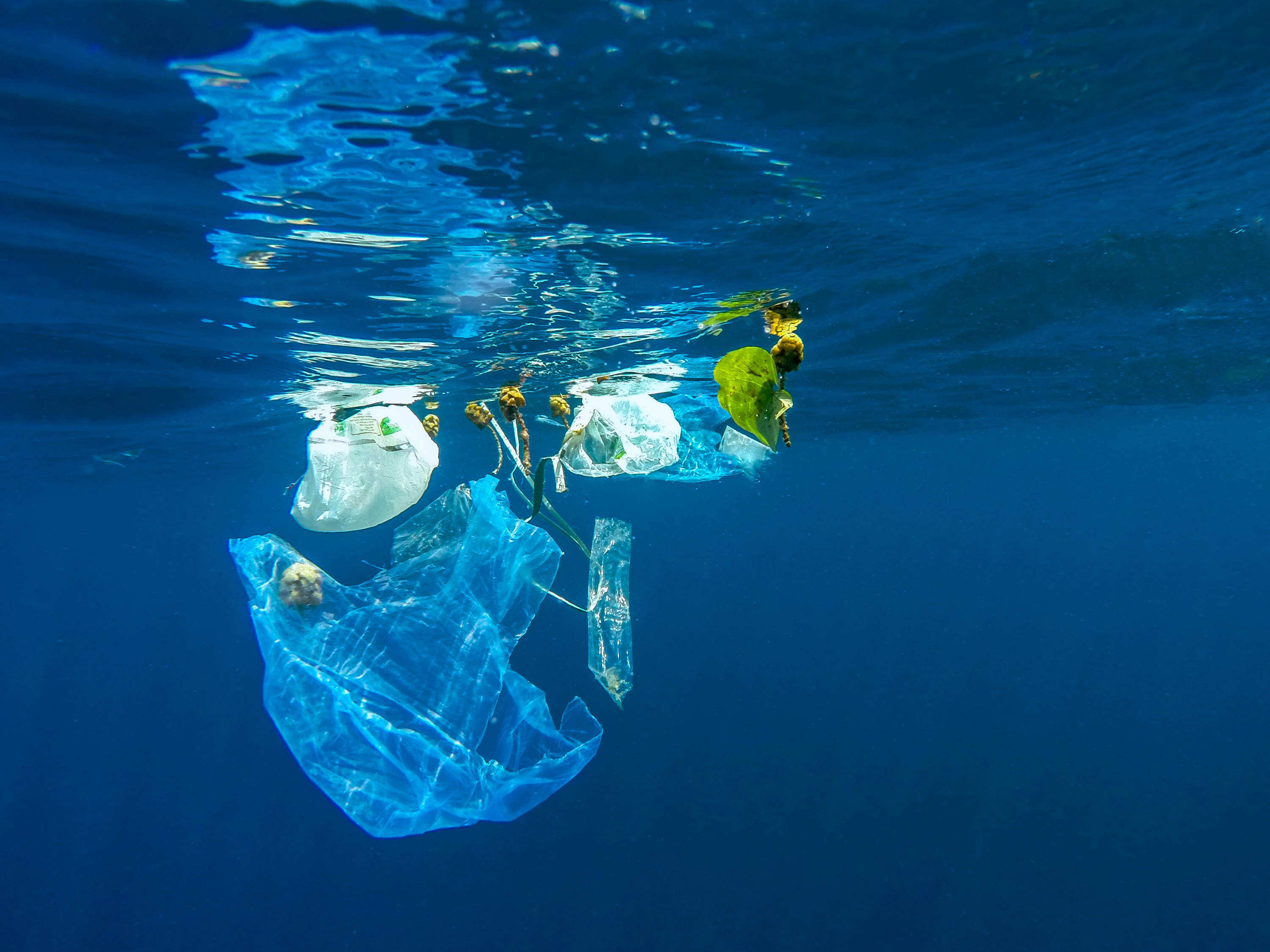 FROSCH, S’ENGAGE DEPUIS 25 ANS POUR LA PRESERVATION DES OCÉANS
