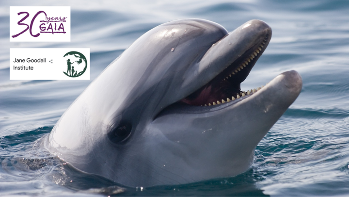 PB dolfijnen_foto.png