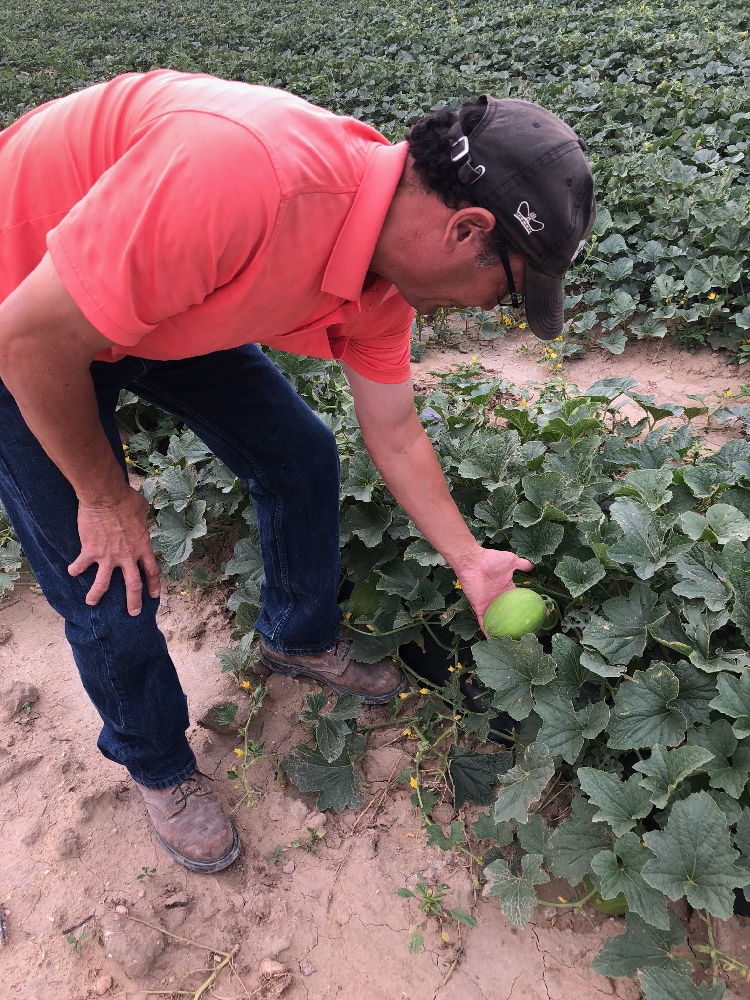 Michael Hirakata, president of the Rocky Ford Growers Association and co-owner of Hirakata Farms, inspects a melon in one of his fields.