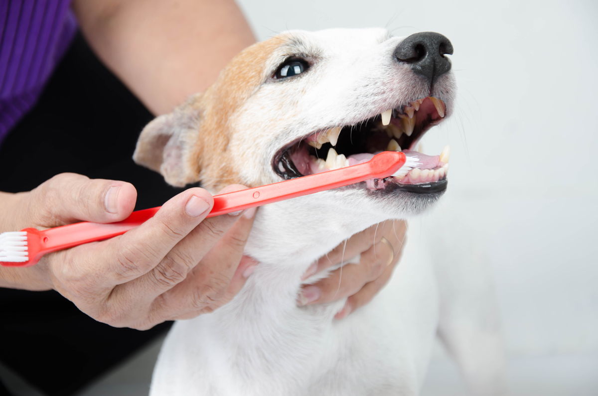 Dankzij een regelmatige poetsbeurt bouwt een hond of kat minder tandplak op, wat tandvleesproblemen en zelfs algemene gezondheidsproblemen kan vermijden. 