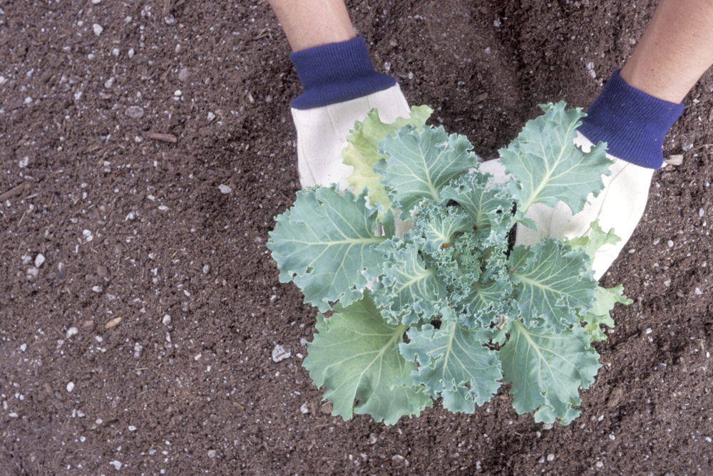 Fall Planting Cabbage - Growing Own Food (photo credit Pike Nurseries)