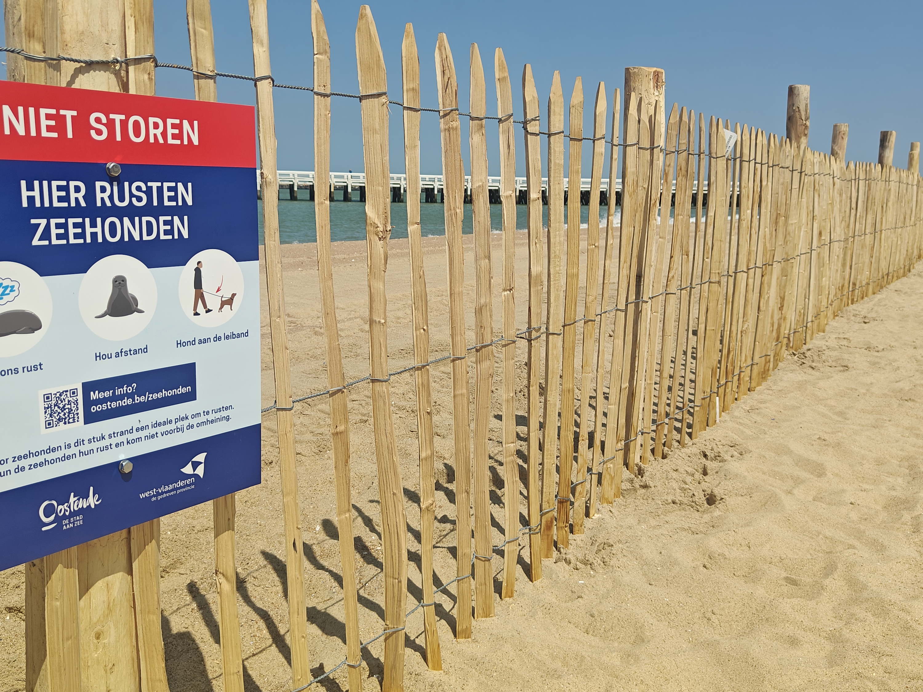 Ostend sets up first protection zone for seals on the coast