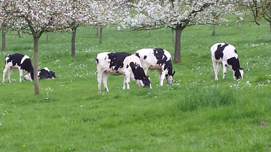Houtige landschapselementen