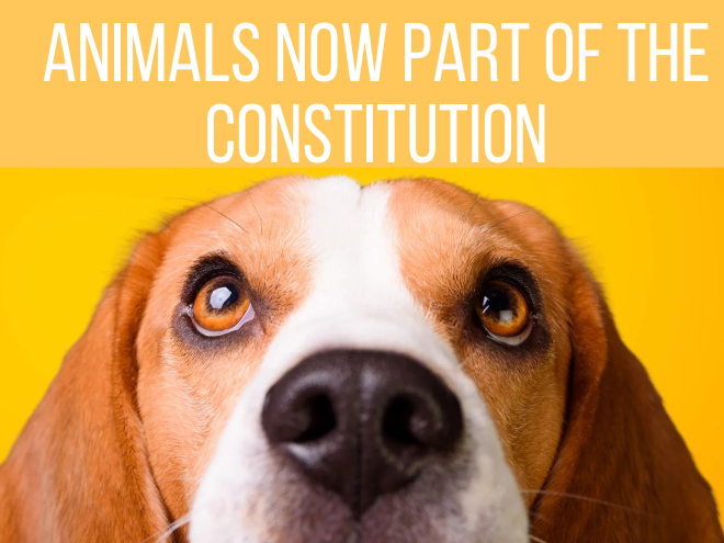 Animals in the Constitution: Belgium is the 6th country to add animals to its Constitution