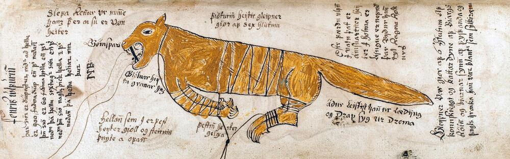 Le Loup "Fenrir" dans Edda Oblongata, manuscrit enluminé islandais de 1680 © akg-images