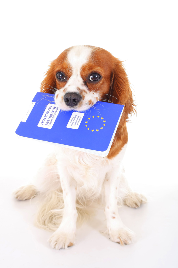 L’AFSCA lance un appel : « Préparez dès à présent votre chien ou votre chat à passer des vacances en toute sécurité et vaccinez-le contre la rage ! »