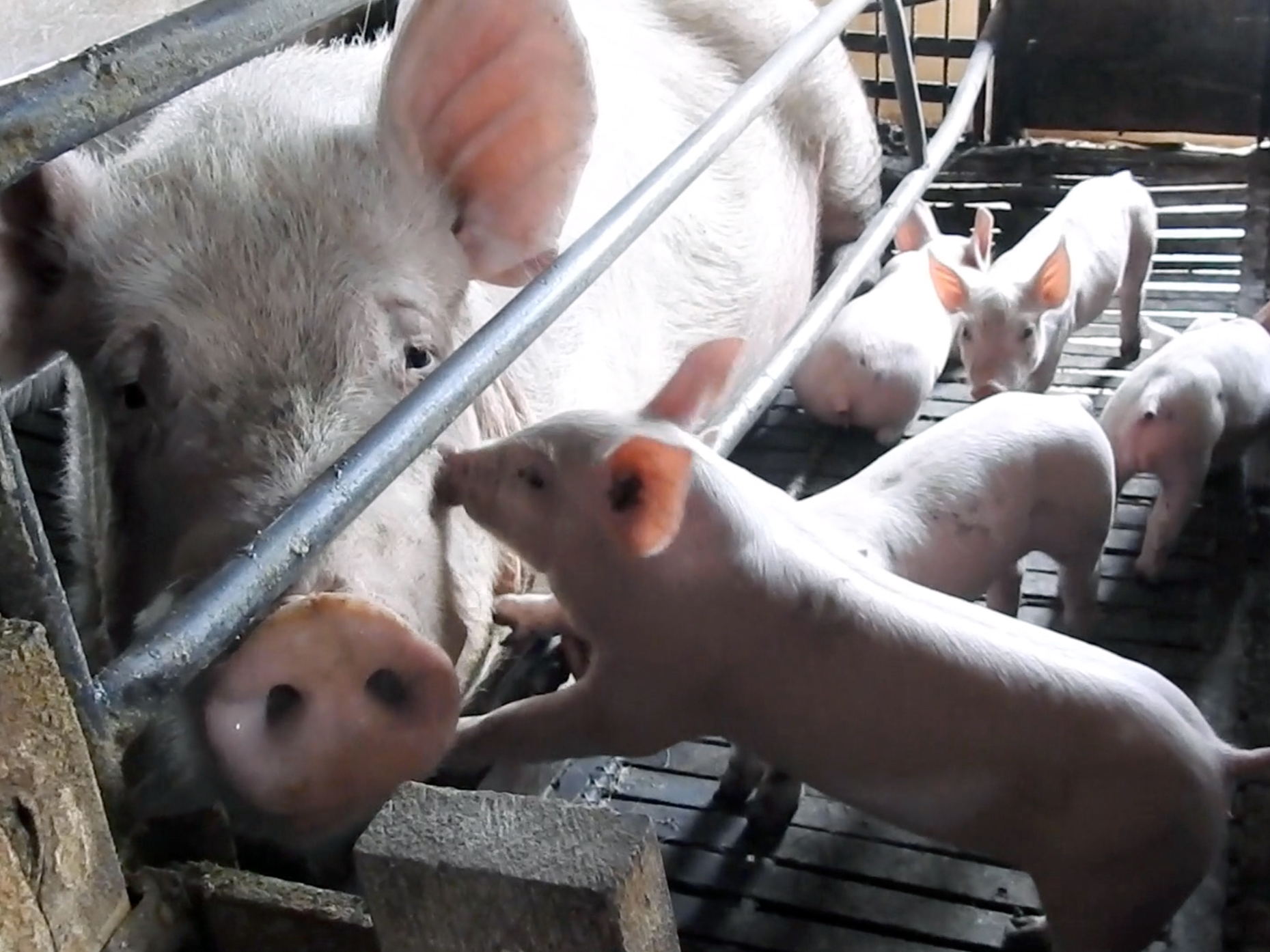 LA PRIMERA INVESTIGACIÓN EN GRANJAS DE CERDO DE MÚLTIPLES ESTADOS DE MÉXICO EXPONE CRUELDAD ANIMAL