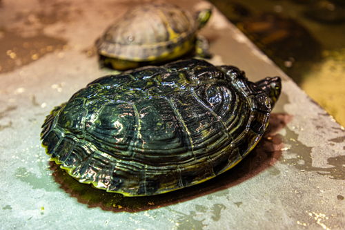 Schildpad met vervormd schild