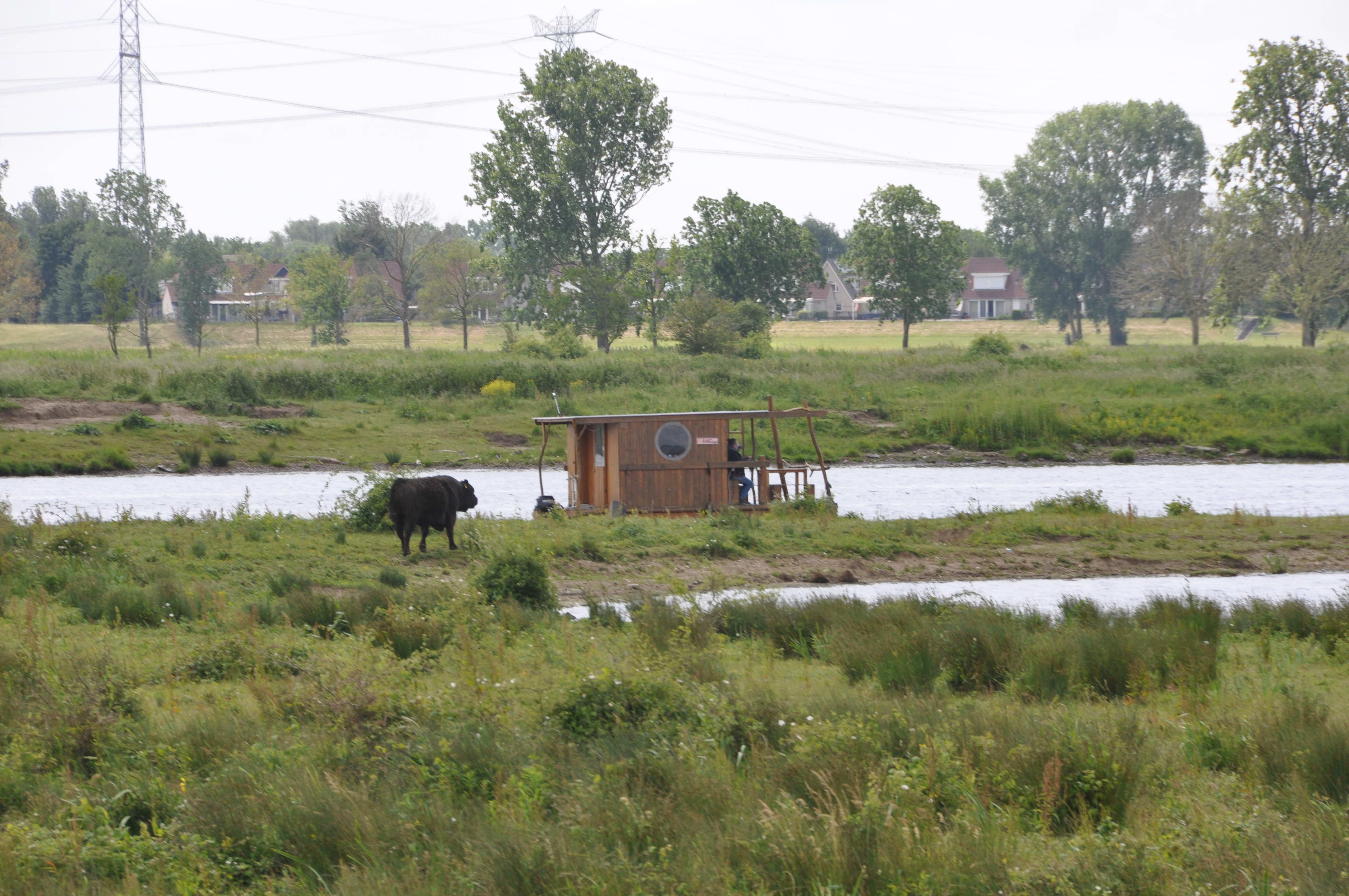 Terwijl het Gallowayrund op zoek gaat naar zijn kudde, passeert hij een kampeervlot. ​