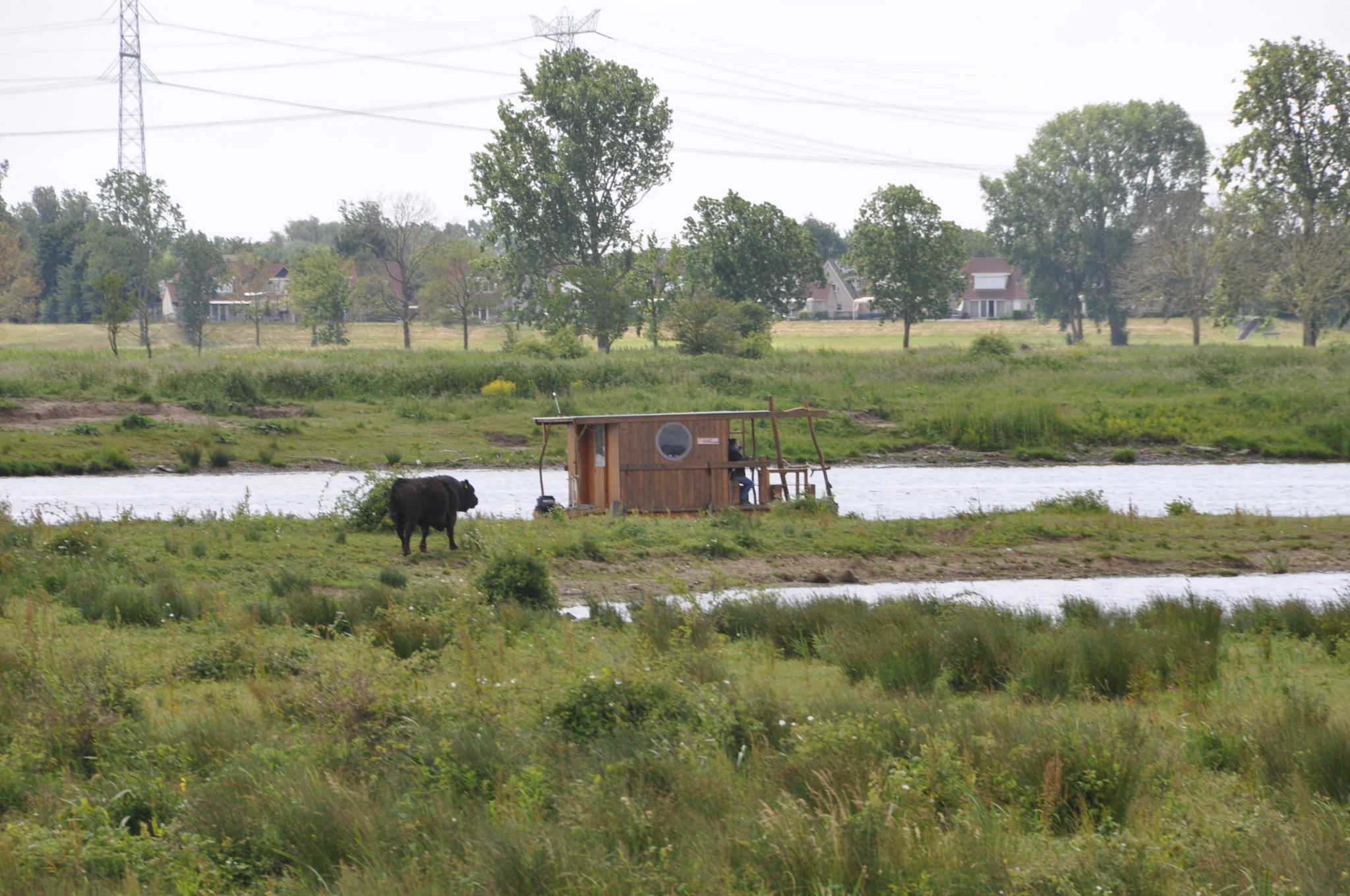 Terwijl het Gallowayrund op zoek gaat naar zijn kudde, passeert hij een kampeervlot. ​