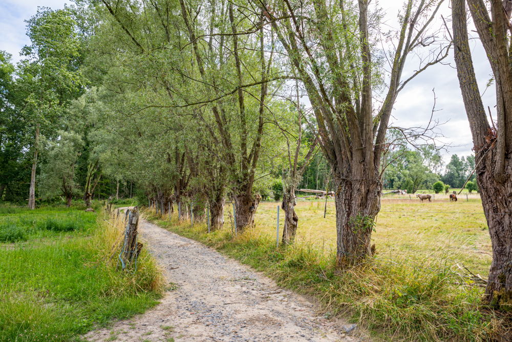 Knotwilgrij als verbindend landschapselement