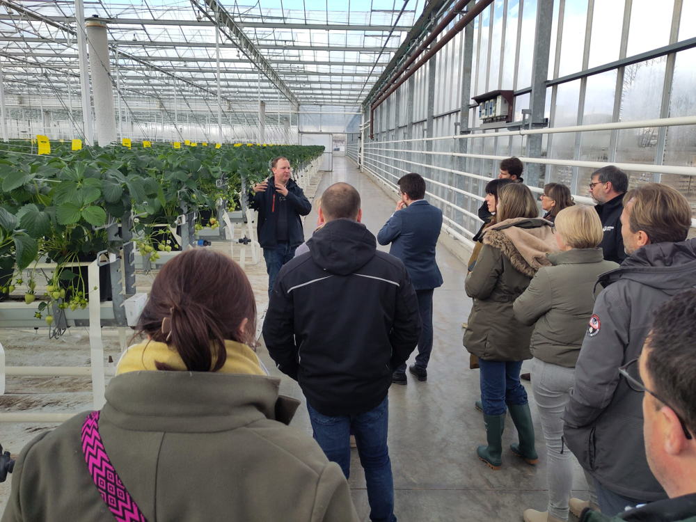 Aardbeienbedrijf in Lokeren