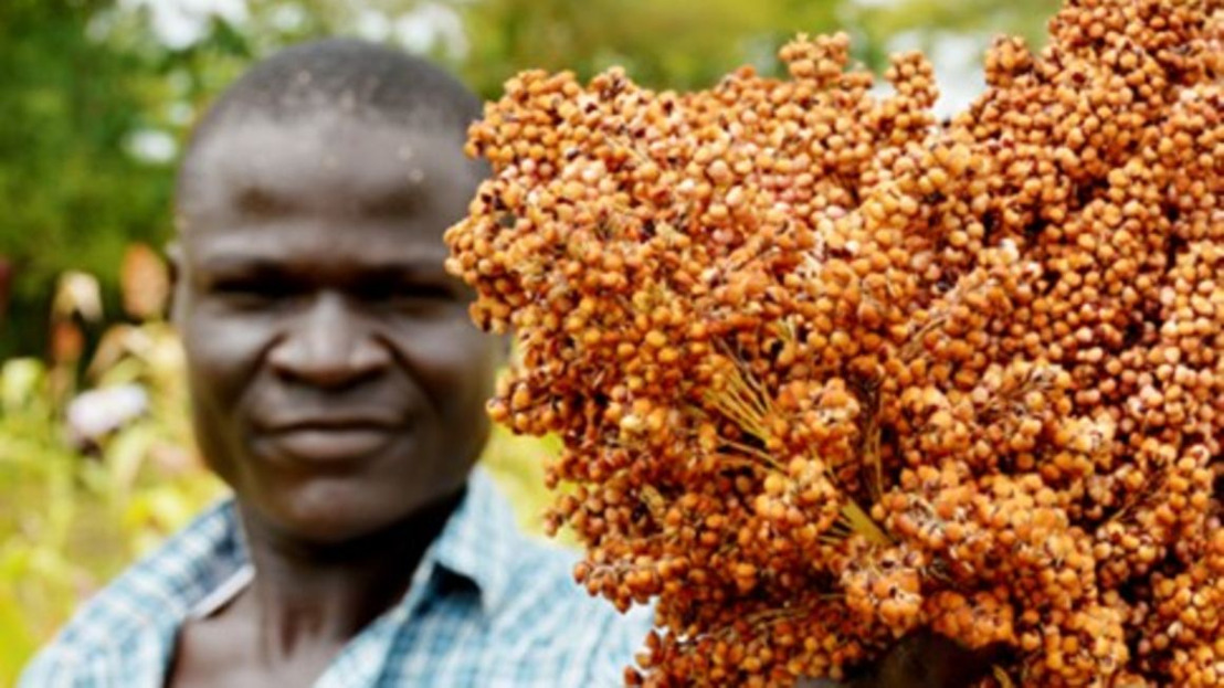 Millet: Drylands staple at the centre of food security