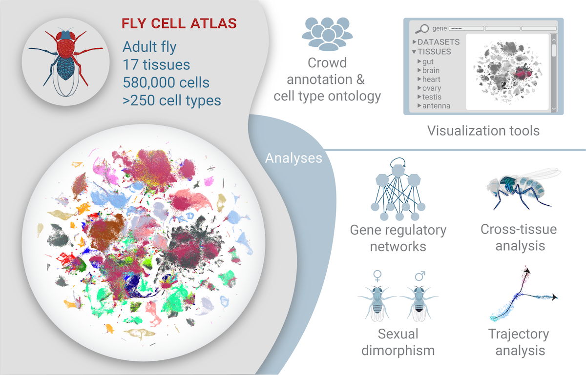 Visual summary of the study published in Science